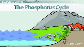 Phosphorus Cycle Definition, Diagram & Importance - Lesson | Study.com