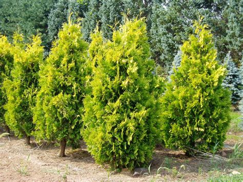 Planting Green Giant Arborvitae Spacing