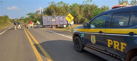 Prf Apreende Animais Soltos Em Duas Rodovias No Piau Portal