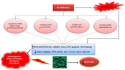 Antioxidants Free Full Text Role Of Selenium And Selenoproteins In