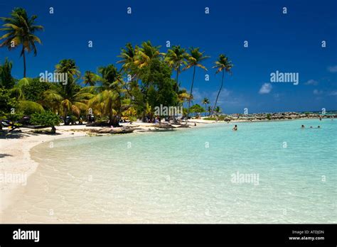 Guadalupe Beach Palm Trees Paradise Tropical Island White Sand Blue