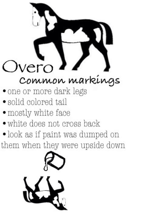 Common Markings of an Overo according to The APHA (American Paint Horse ...