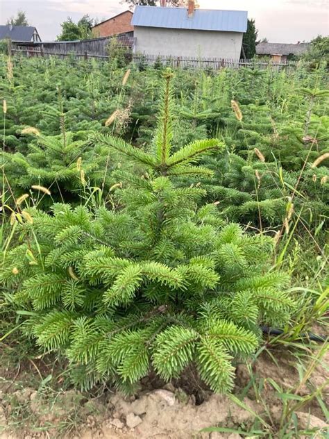 Jod A Kaukaska Plantacja Choinki R Ne Wysoko Ci Piotrk W Trybunalski