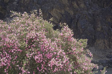 Wild Rose Bush In Ladakh Wild Roses Rose Bush Rose