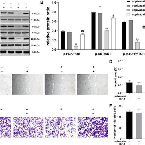 Ropivacaine Inhibited The Proliferation Of Hacat Cells A Proliferation