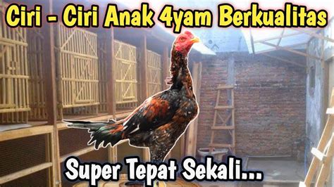 Ciri Ciri Anak Ayam B4ngk0k Jantan Usia 1 Bulan Youtube