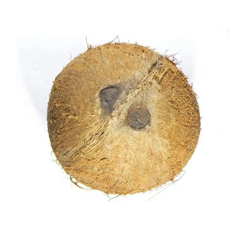 A Grade Solid Medium Fully Husked Coconut Packaging Size Piece At