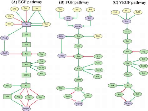 Logical Models Of Drosophila EGF FGF And VEGF Signalling Pathways