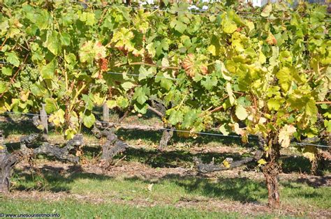 Les Rues Des Vignes Paysages De France Fonds D Cran Gratuits By