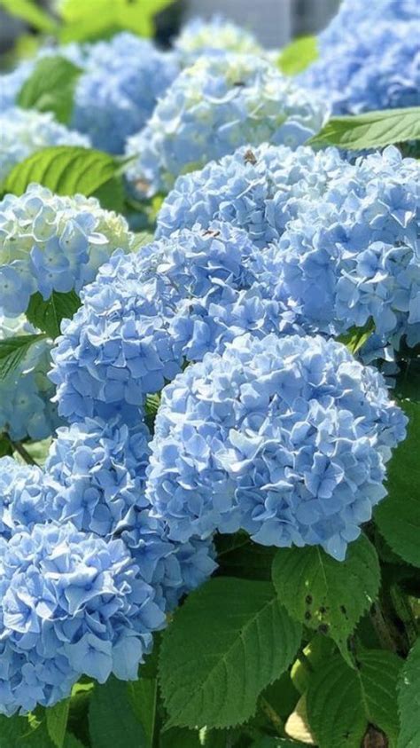 Pin By Lydia Van Alsenoy On HYDRANGEA BLUES Planting Hydrangeas