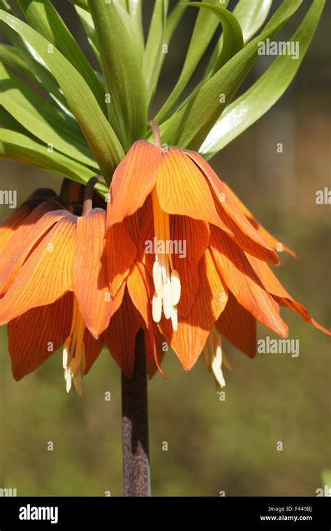 Crown imperial bulbs hi-res stock photography and images - Alamy