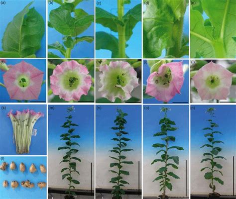 Leaf Floral And Adult Seedling Phenotypes Of Nicotiana Tabacum