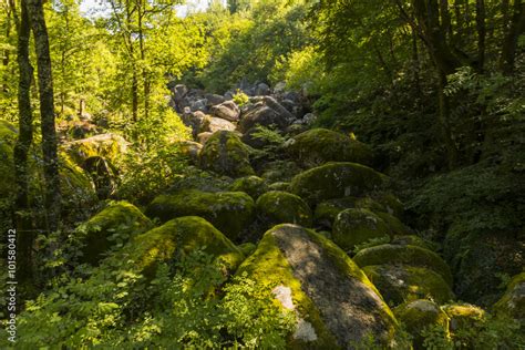 Foto De Le Chaos De La Rouquette Rivi Re De Rochers Dans Le Sidobre T