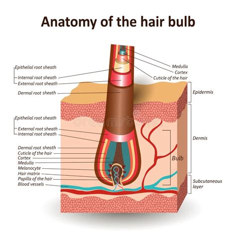 A Estrutura Do Bulbo Na Camada Transversal Da Pele Bandeira Médica