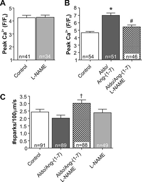 Functional Cross Talk Between Aldosterone And Angiotensin 1 7 In