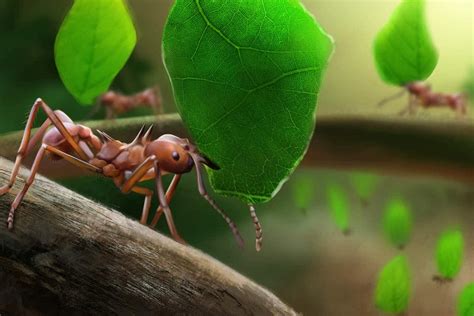 How to Get Rid of Leafcutter Ants - The Pest Advice