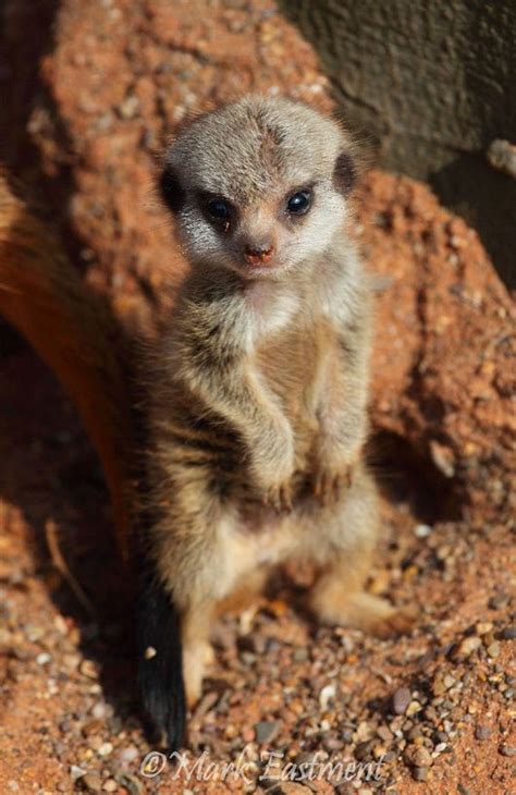 17 Best images about Baby Meerkats on Pinterest | Cute ferrets, In ...