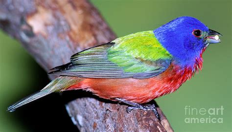 Painted Bunting Passerina Ciris Photograph By Millard H Sharp Fine