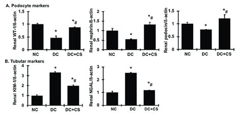 rBMSC sheets ameliorate mRNA expression of podocyte markers and tubular... | Download Scientific ...