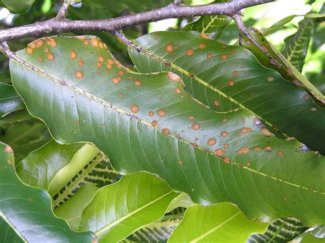 Avocado Diseases And Pests Description Uses Propagation