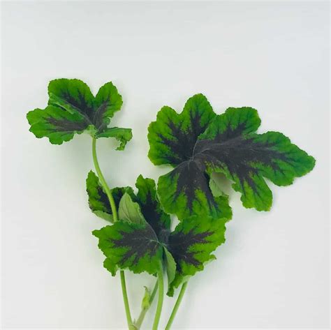 Mint - Wholesale Bulk Flowers - Cascade Floral