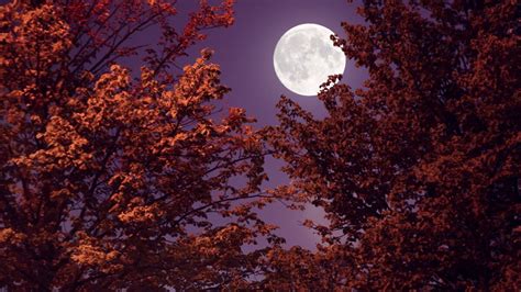 This Is When You Can Observe The September Harvest Supermoon