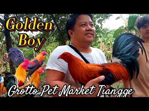 Golden Boy Grotto Pet Market Tiangge San Jose Del Monte Bulacan May