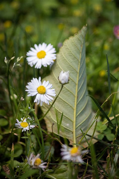 Flores Folhas Natureza Foto Gratuita No Pixabay Pixabay