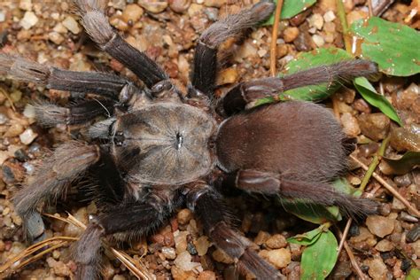 Lesser Goa Mustard Tarantula In December By Abhi Jith Inaturalist