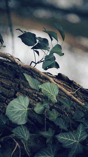 Leaves  Find And Share On Giphy