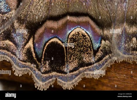 Falena Strega Nera Ascalapha Odorata Immagini E Fotografie Stock Ad