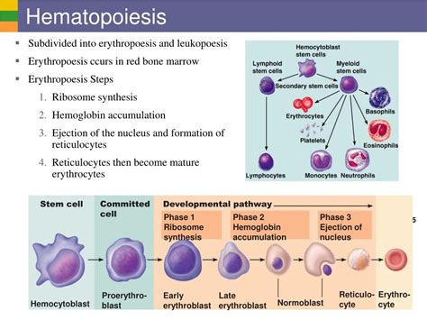 PPT Blood Composition And Function PowerPoint Presentation Free