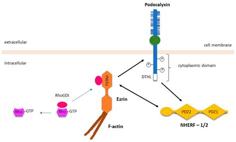 Cancers Free Full Text Podocalyxin In Normal Tissue And Epithelial