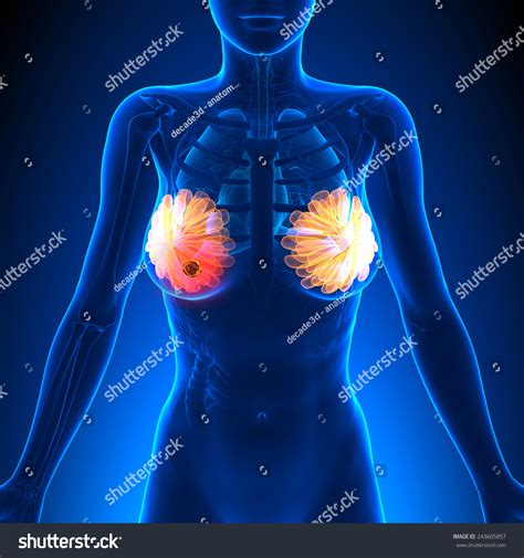 Breast Cancer Female Anatomy Stock Illustration Shutterstock