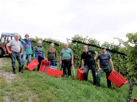 Traubenernte 2022 Erfolgreich Abgeschlossen Weingut Dworschak