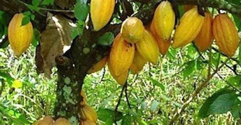 GHANA ATTAINS HIGHEST COCOA PRODUCTION IN HISTORY: OVER 1 MILLION ...