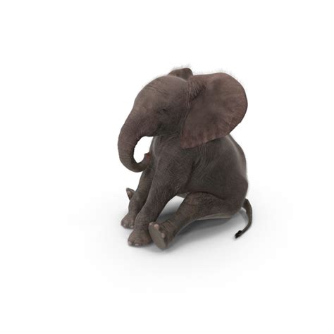 Baby Elephant Sitting PNG Images & PSDs for Download | PixelSquid - S111099966