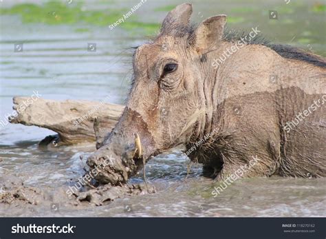 Warthog Watering Hole On Game Ranch Stock Photo 118270162 Shutterstock