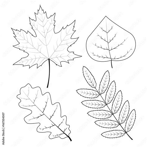 Set of outline autumn leaves. Outline icons. Vector illustration Stock ...