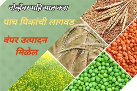 Rabi Farming नोव्हेंबर महिन्यात या 5 पिकांची लागवड करा बंपर उत्पादन मिळेल Krushi Yojana