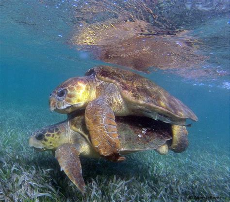 Loggerhead Turtle Tagged In Belize Is Found Nesting In Mexico Oceanic