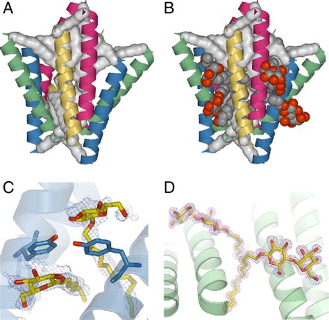 Detergent Molecules In The LPD 12 Octamer A View Of The Octamer With