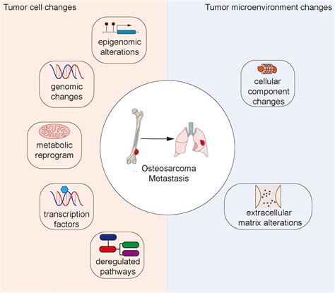 Frontiers Molecular Mechanisms Of Osteosarcoma Metastasis And