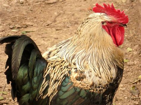 Gallo Crest Poultry - Free photo on Pixabay - Pixabay