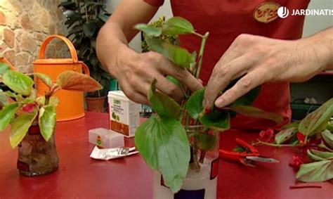 Guía paso a paso para plantar begonias en macetas y disfrutar de su