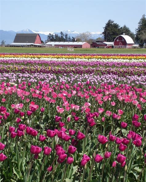 Skagit Valley Tulip Festival Flowers And Weeds