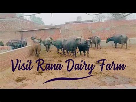 Visit Rana Dairy Farm Gujranwala Youtube