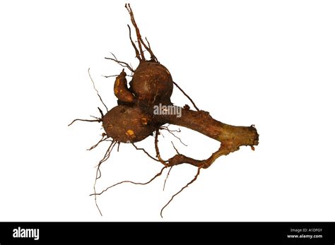 La Mandioca Yuca Tub Rculo Manihot Esculenta Fotograf A De Stock Alamy