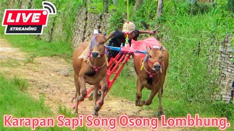 Live Streaming Karapan Sapi Song Osong Lombhung Di Kab Bangkalan YouTube