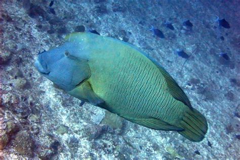 Cheilinus undulatus (Humphead wrasse)